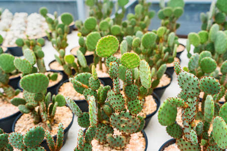 Beautiful cactus in flowerpot with sunlight for background and texture.の写真素材