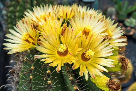Yellow flowers, three of which are in bloom, sprout from the edge of a prickly pear cactus pad.の写真素材