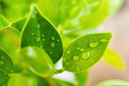 Macro closeup of Beautiful fresh green leaf with drop of water after the rain in morning sunlight...