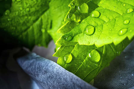 Macro closeup of Beautiful fresh green leaf with drop of water after the rain in morning sunlight nature background.の写真素材