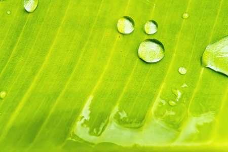 Macro closeup of Beautiful fresh green leaf with drop of water after the rain in morning sun nature background.の写真素材