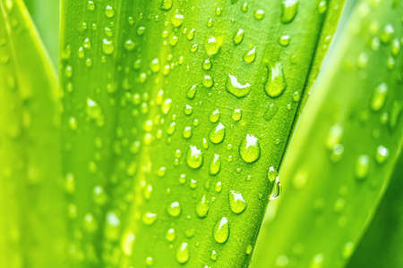 Macro closeup of Beautiful fresh green leaf with drop of water after the rain in morning sunlight...