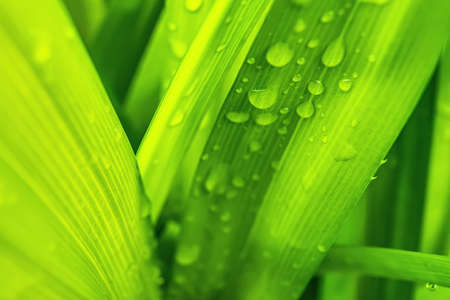 Macro closeup of Beautiful fresh green leaf with drop of water after the rain in morning sunlight nature background.の写真素材