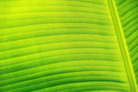 Macro closeup of Beautiful fresh green leaf with drop of water after the rain in morning sun nature...