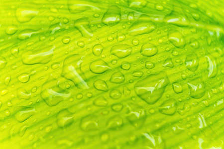 Macro closeup of Beautiful fresh green leaf with drop of water after the rain in morning sunlight...