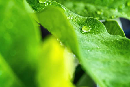 Macro closeup of Beautiful fresh green leaf with drop of water after the rain in morning sunlight...