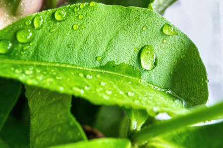 Macro closeup of Beautiful fresh green leaf with drop of water after the rain in morning sunlight nature background.の写真素材