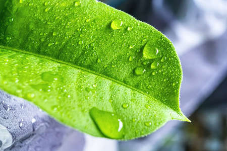 Macro closeup of Beautiful fresh green leaf with drop of water after the rain in morning sunlight nature background.の写真素材