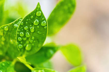 Macro closeup of Beautiful fresh green leaf with drop of water after the rain in morning sunlight nature background.の写真素材