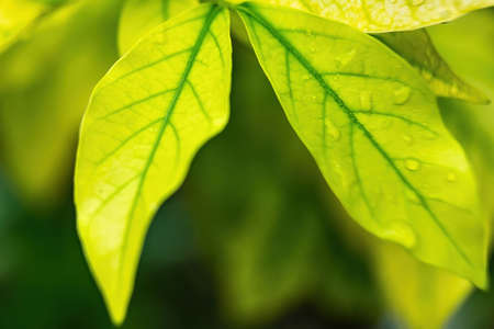 Macro closeup of Beautiful fresh green leaf with drop of water after the rain in morning sunlight nature background.の写真素材