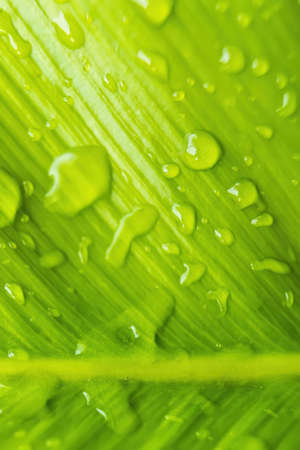 Macro closeup of Beautiful fresh green leaf with drop of water after the rain in morning sunlight nature background.の写真素材