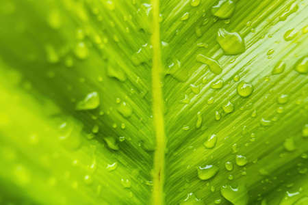 Macro closeup of Beautiful fresh green leaf with drop of water after the rain in morning sunlight nature background.の写真素材