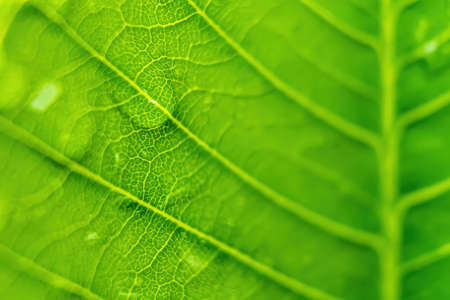 Macro closeup of Beautiful fresh green leaf with drop of water after the rain in morning sunlight nature background.の写真素材