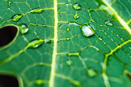Macro closeup of Beautiful fresh green leaf with drop of water after the rain in morning sunlight nature background.の写真素材