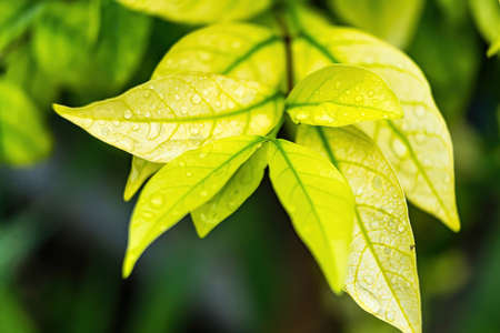 Macro closeup of Beautiful fresh green leaf with drop of water after the rain in morning sunlight nature background.の写真素材