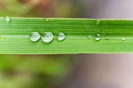 Macro closeup of Beautiful fresh green leaf with drop of water after the rain in morning sunlight nature background.の写真素材