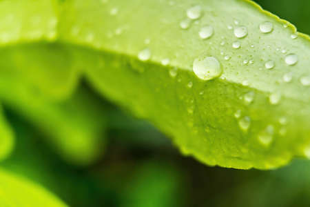 Macro closeup of Beautiful fresh green leaf with drop of water after the rain in morning sunlight...
