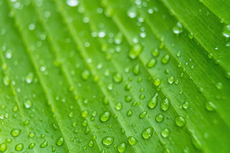 Macro closeup of Beautiful fresh green leaf with drop of water after the rain in morning sunlight nature background.の写真素材