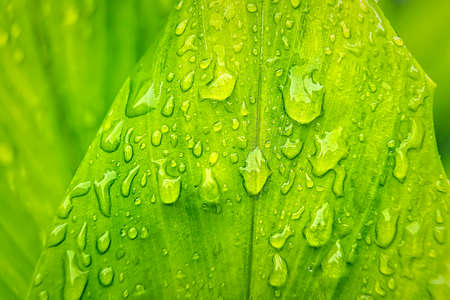 Macro closeup of Beautiful fresh green leaf with drop of water after the rain in morning sunlight nature background.の写真素材