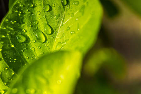 Macro closeup of Beautiful fresh green leaf with drop of water after the rain in morning sunlight...