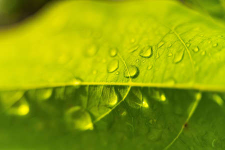 Macro closeup of Beautiful fresh green leaf with drop of water after the rain in morning sunlight nature background.の写真素材