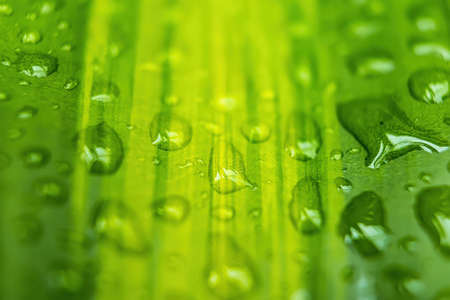 Macro closeup of Beautiful fresh green leaf with drop of water after the rain in morning sunlight nature background.の写真素材