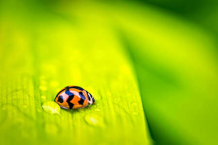 Macro closeup of ladybug on beautiful fresh red flower with drop of water after the rain in morning...