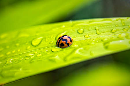 Macro closeup of ladybug on beautiful fresh red flower with drop of water after the rain in morning...