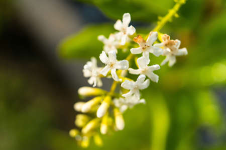 Macro closeup of fragrant white flowers with drop of water after the rain in morning sun nature...