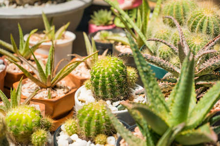 Beautiful cactus in flowerpot with sunlight for background and texture in the tree shop
