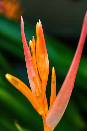 Macro closeup of Yellow orange flower Heliconia psittacorum ,Lobster-claws tropical plants with drop...