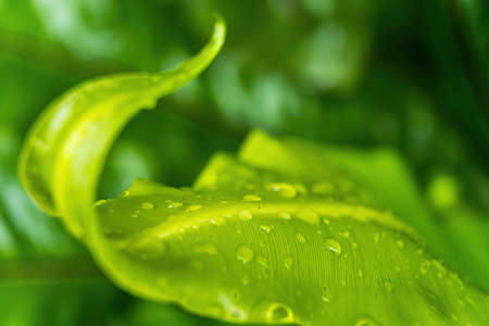 Macro closeup of Beautiful fresh green leaf with drop of water after the rain in morning sunlight nature background.の写真素材