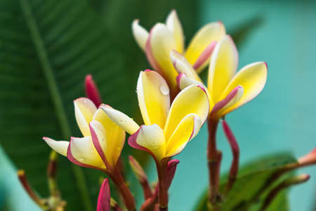 Macro closeup of White plumeria flowers with water droplets on the petals after the rain in the morning.の写真素材