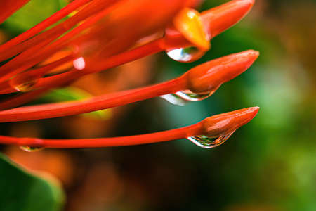 Macro closeup of Beautiful fresh Orange needle flower with drop of water nature background.の写真素材