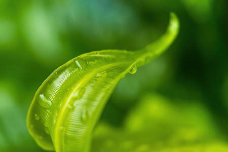 Macro closeup of Beautiful fresh green leaf with drop of water after the rain in morning sunlight...