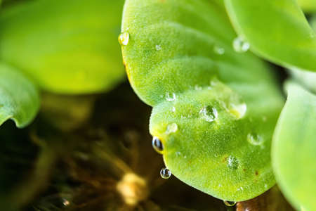 Close up Dew drop on Pistia leaves in daylight