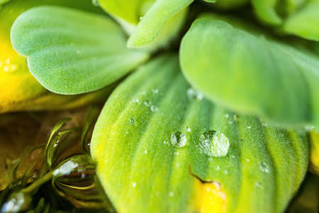 Close up Dew drop on Pistia leaves in daylightの写真素材