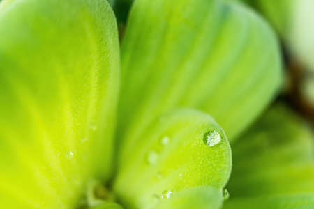 Close up Dew drop on Pistia leaves in daylightの写真素材