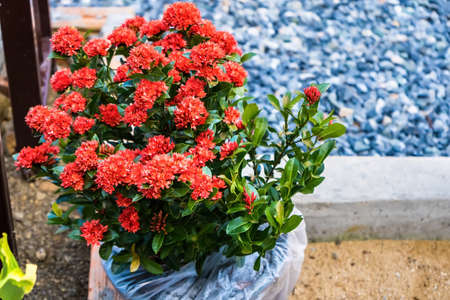 The red needle flowers is bloomingの写真素材