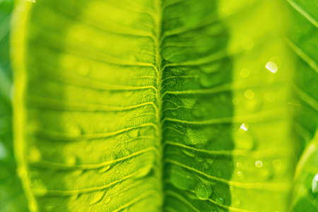 Macro closeup of Beautiful fresh green leaf with drop of water after the rain in morning sunlight...