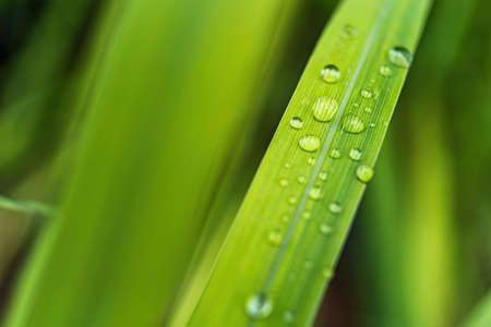 Macro closeup of Beautiful fresh green grass with drop of water after the rain in morning sun nature...
