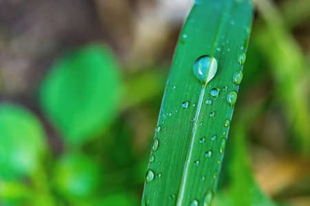 Macro closeup of Beautiful fresh green grass with drop of water in morning sun nature background.