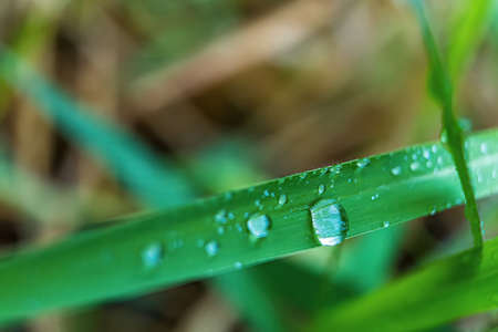 Macro closeup of Beautiful fresh green grass with drop of water in morning sun nature background.