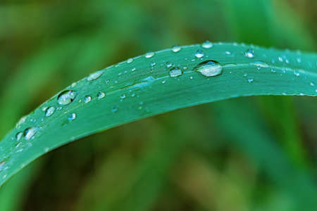 Macro closeup of Beautiful fresh green grass with drop of water in morning sun nature background.