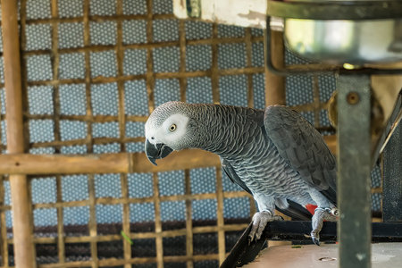 Grey parrot beautiful not caged.の写真素材