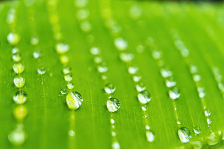 Macro closeup of Beautiful fresh green leaf banana with drop of water after the rain in morning sun nature background.の写真素材