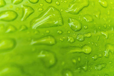 Macro closeup of Beautiful fresh green leaf banana with drop of water after the rain in morning sun...
