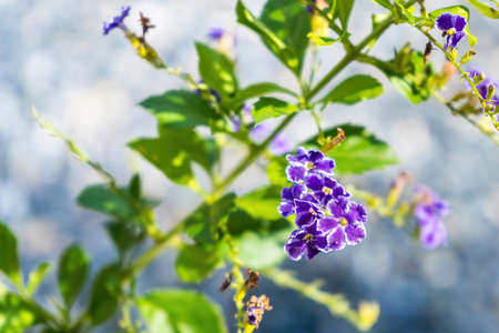 Close up of Pigeonberry flowers with defocused blur backgroundの写真素材
