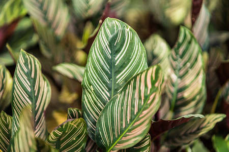 Green leaf pattern background in nature lightの写真素材