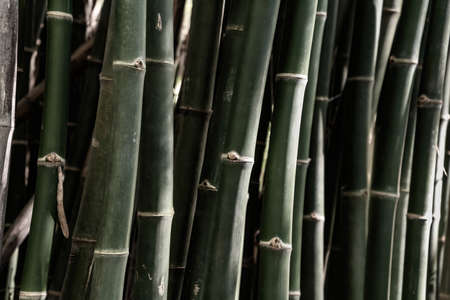 Bamboo background, Beautiful background, Green backgroundの写真素材